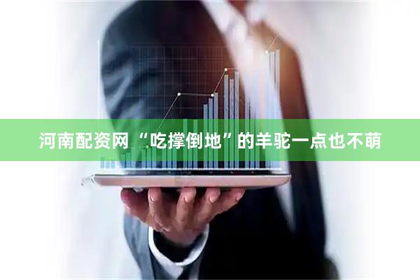 河南配资网 “吃撑倒地”的羊驼一点也不萌