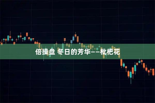 倍操盘 冬日的芳华——枇杷花